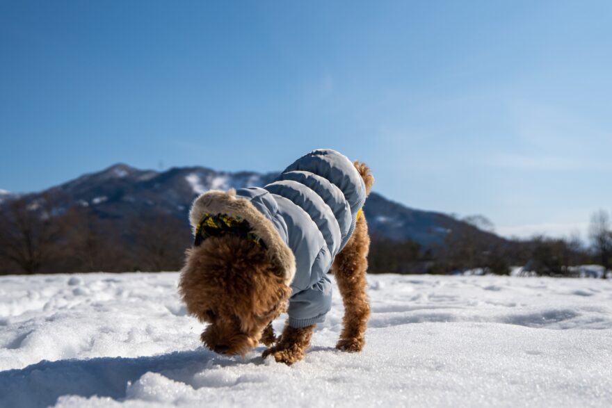 雪遊びするトイプードル