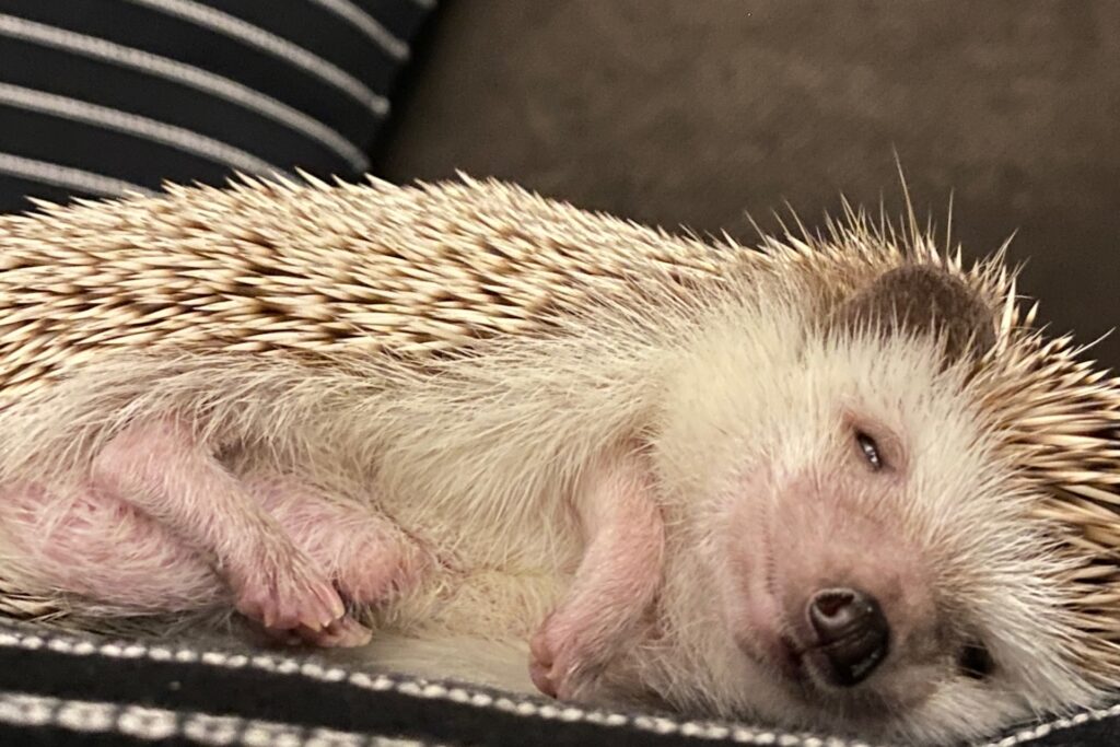 熟睡するハリネズミ