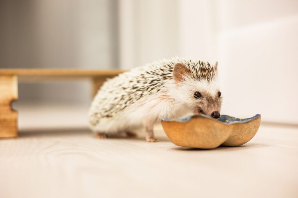 ご飯を食べるハリネズミ
