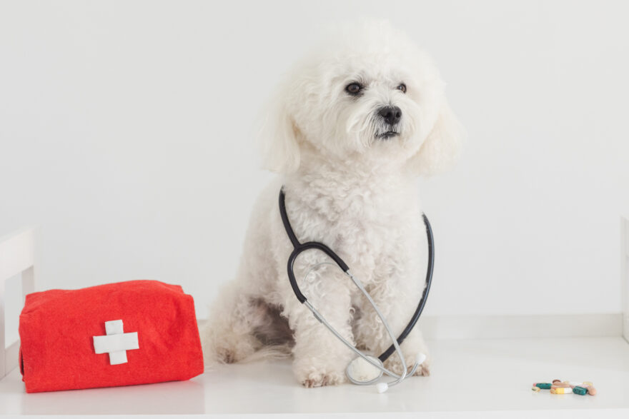 ビションフリーゼと薬と聴診器