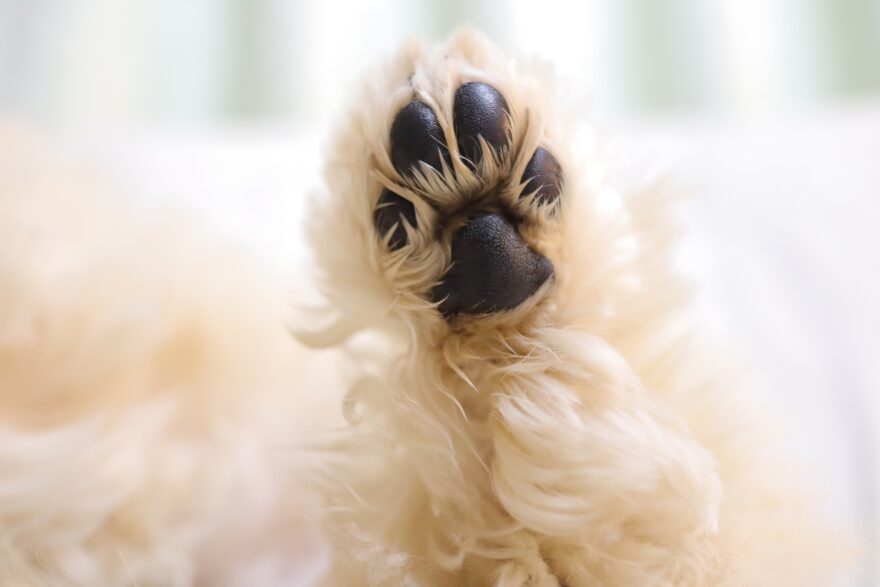 仰向けになっている犬の後ろ足の肉球