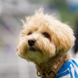 トイプードルの適切なトリミング頻度は？料金やケアのポイントも解説