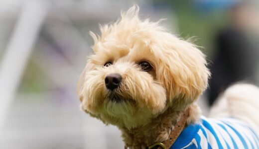 トイプードルの適切なトリミング頻度は？料金やケアのポイントも解説