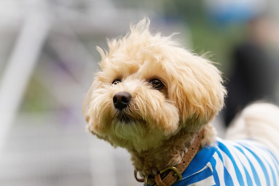 トイプードルの適切なトリミング頻度は？料金やケアのポイントも解説
