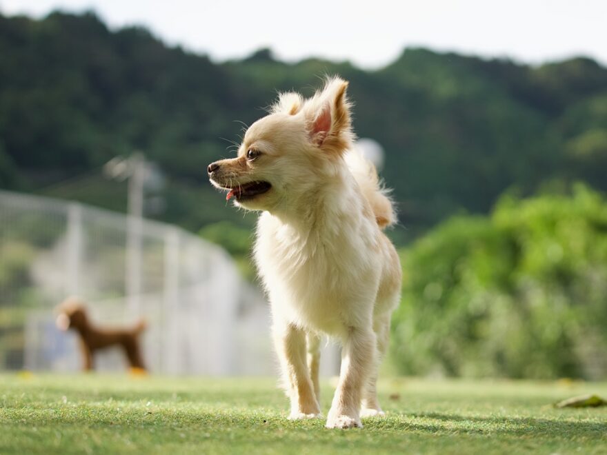 ドッグランのワンコ（ミックス犬）