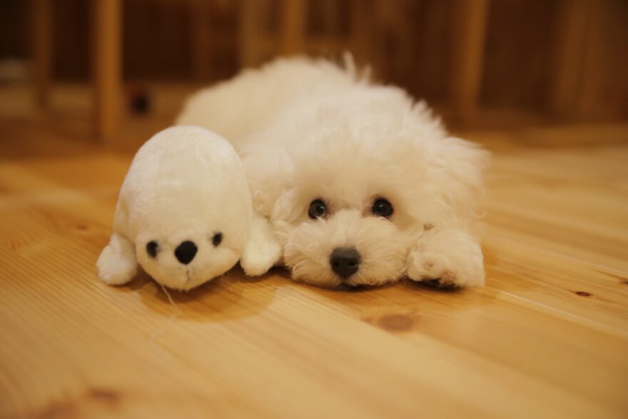 ビションフリーゼの子犬とあざらしのぬいぐるみ