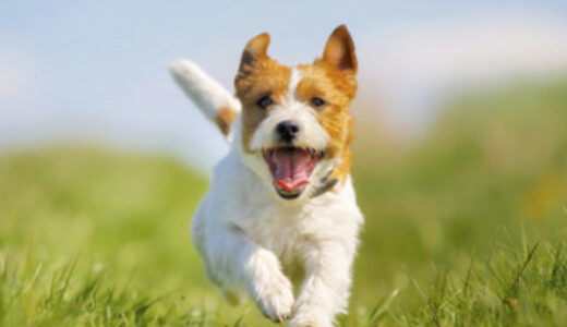 犬が蚊に刺されると危ない？犬のフィラリア症について解説します