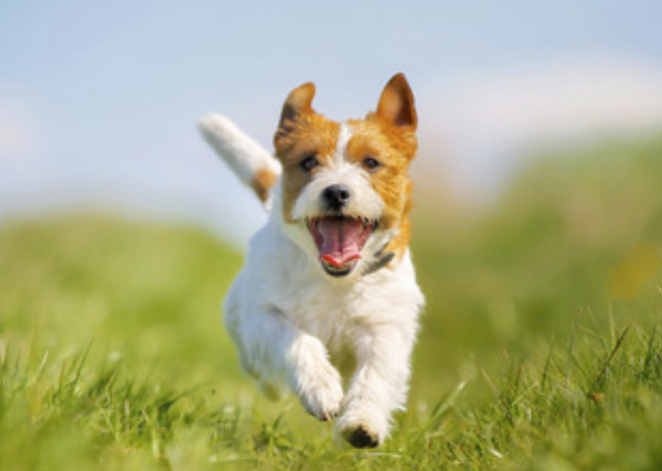 犬が蚊に刺されると危ない？犬のフィラリア症について解説します
