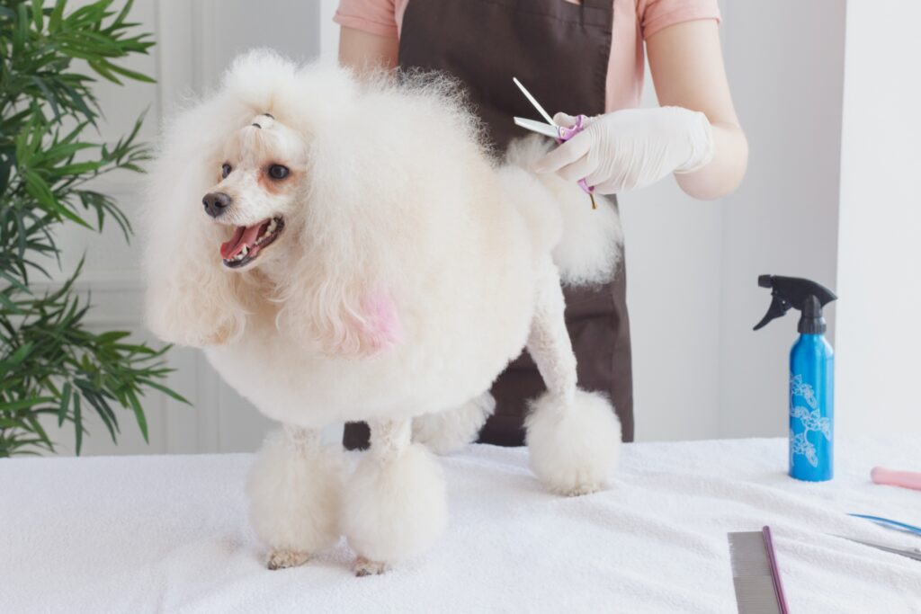 ヘアカット中の白い犬