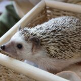 ハリネズミを預けるペットホテルの選び方は?注意点や料金相場も解説