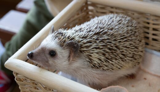 ハリネズミを預けるペットホテルの選び方は？注意点や料金相場も解説