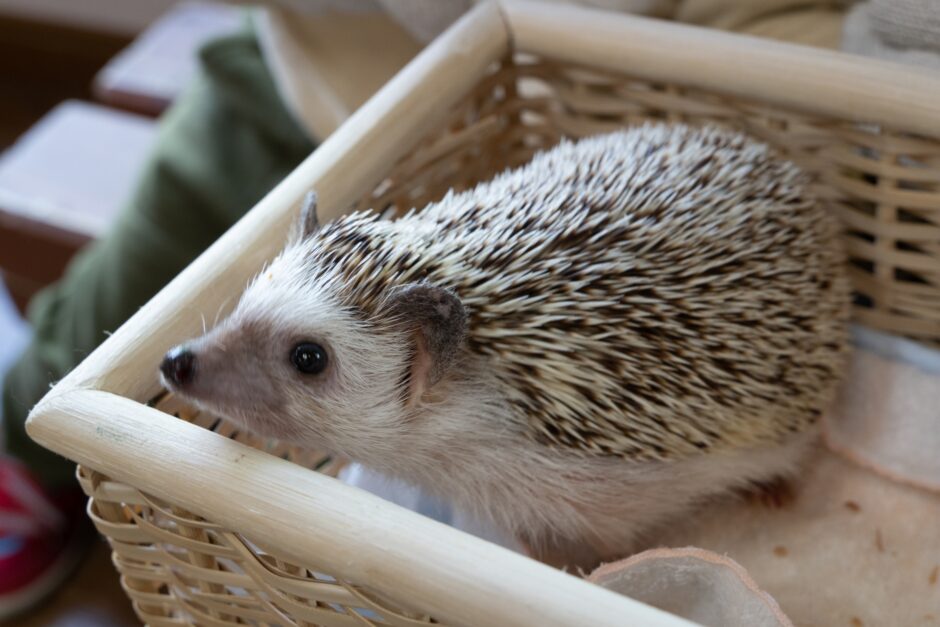 ハリネズミを預けるペットホテルの選び方は？注意点や料金相場も解説