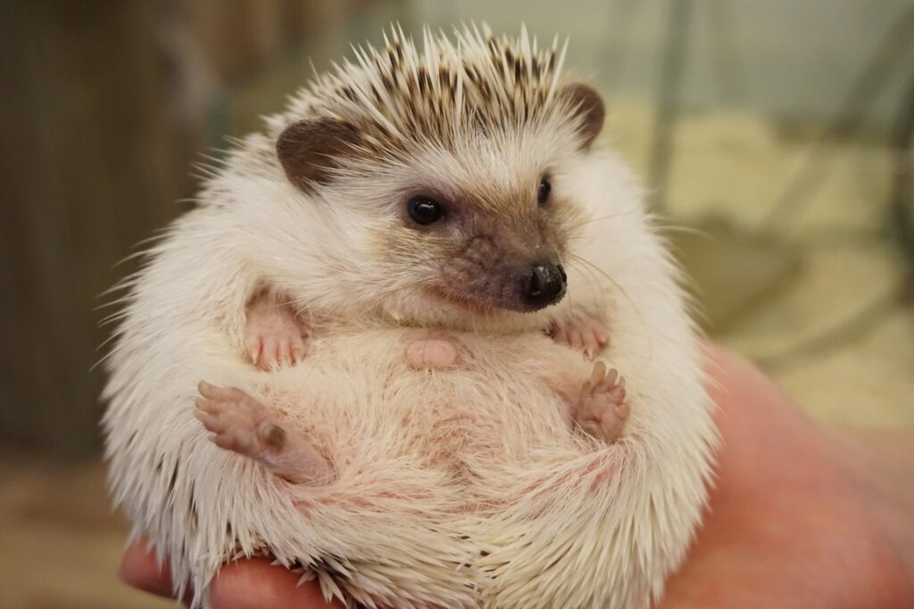 ハリネズミ 手乗り