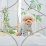 高級ペットホテルのサービス内容｜料金の目安、選び方も解説