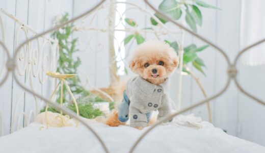 高級ペットホテルのサービス内容｜料金の目安、選び方も解説