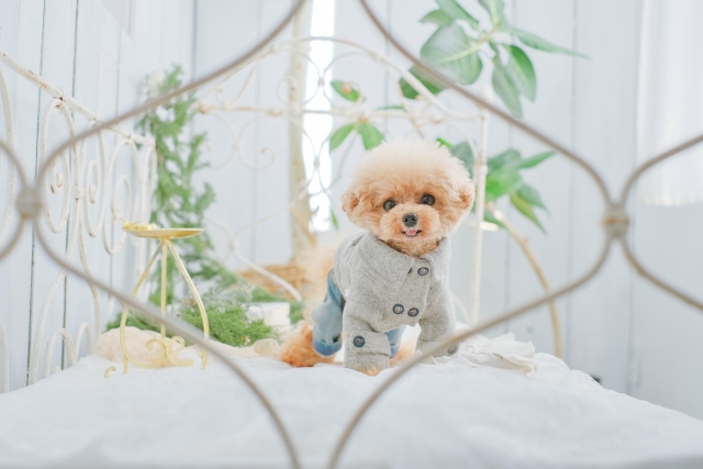 高級ペットホテルのサービス内容｜料金の目安、選び方も解説