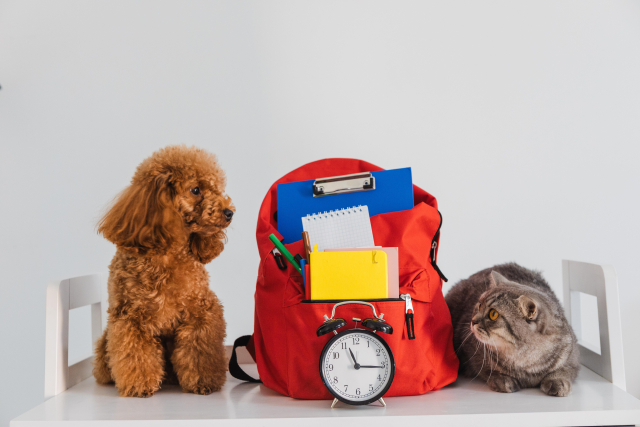 高級ペットホテルに預ける際の注意点