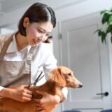 ミニチュアダックスフンドはトリミングが必要？人気のスタイルやサロンの選び方、自宅カットのポイントも解説