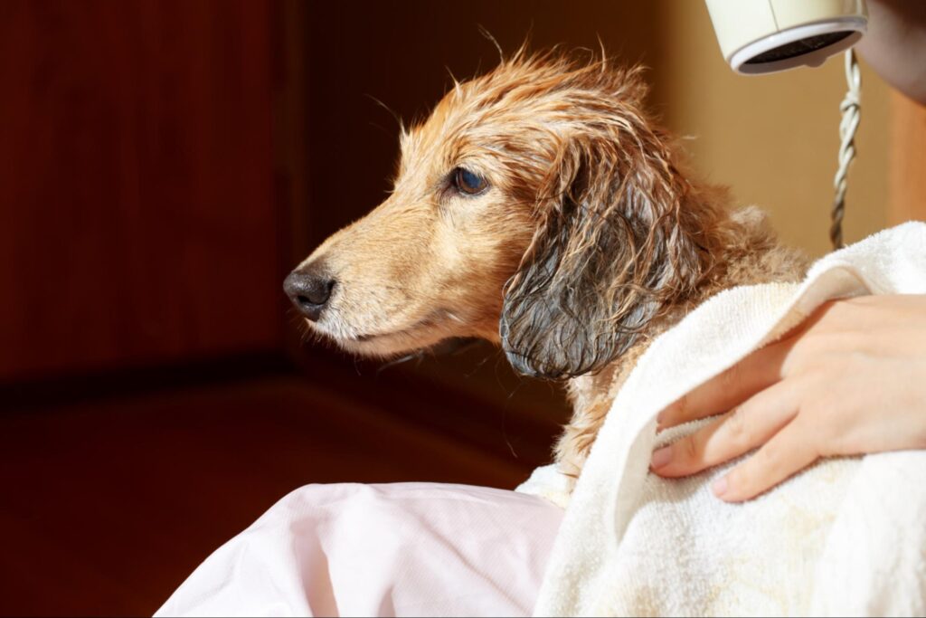 ミニチュアダックスフンドのシャンプーとトリミングの頻度