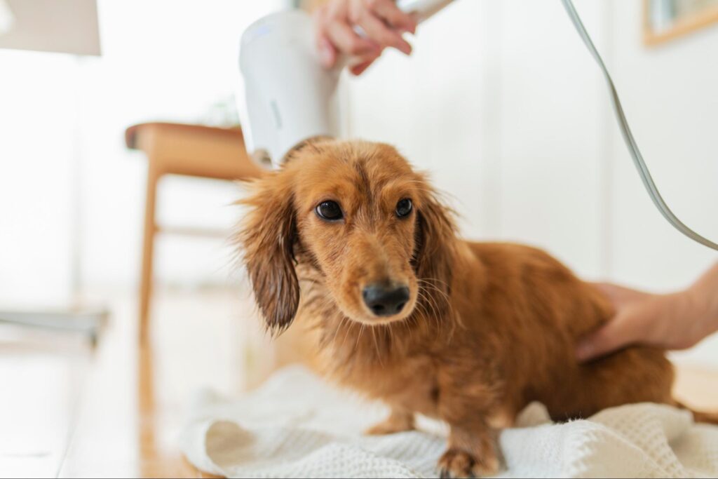 自宅でミニチュアダックスフンドのトリミングをする方法と注意点