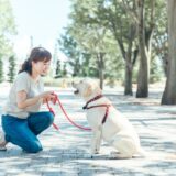 犬のしつけ教室は1週間で効果が出る？学ぶ内容や自宅でもできることを解説