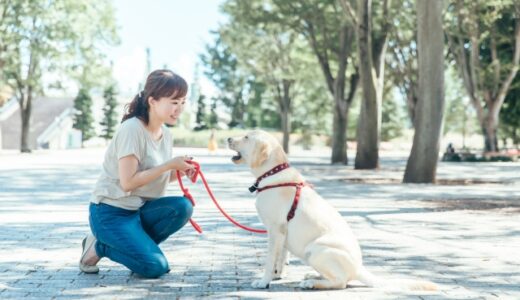 犬のしつけ教室は1週間で効果が出る？学ぶ内容や自宅でもできることを解説