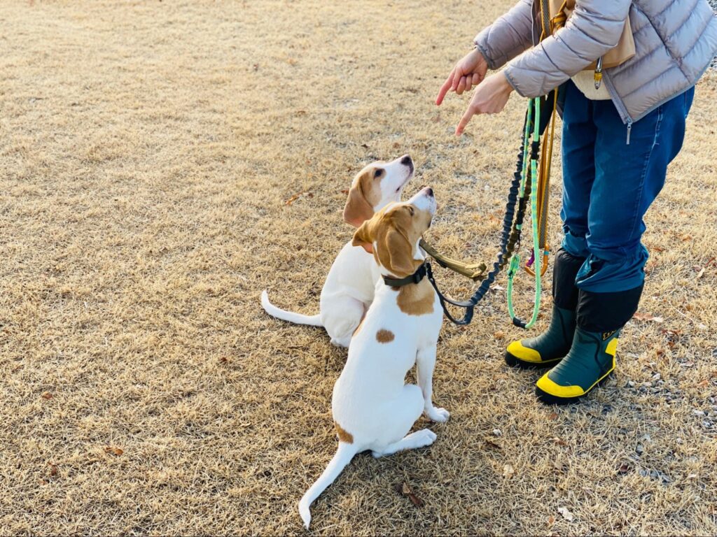 犬のしつけ教室で学べること