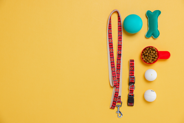 犬のしつけ教室を選ぶポイント