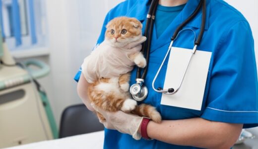 猫を初めて動物病院に連れて行くときのポイント｜事前準備や注意点、リラックス方法も解説