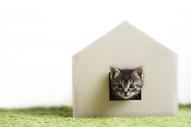 猫を動物病院に連れて行くべきケース