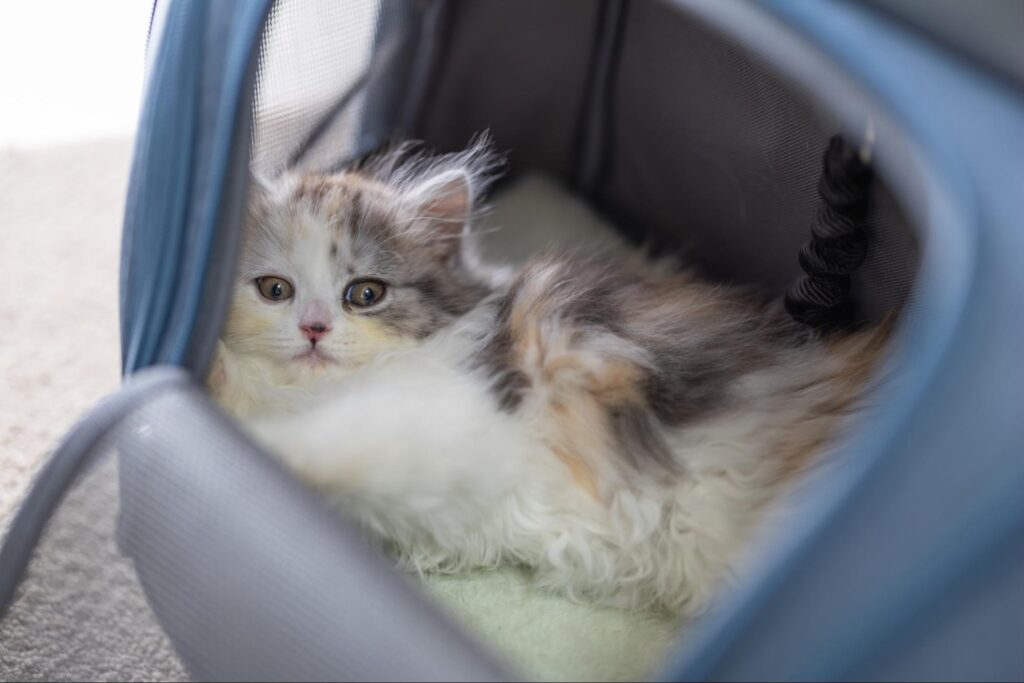 猫を初めて動物病院に連れて行く準備