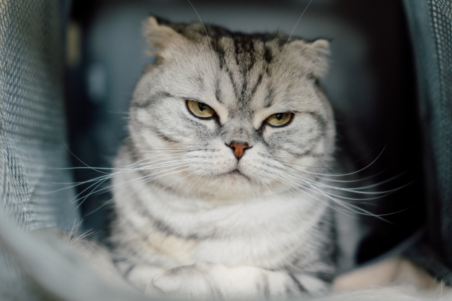 動物病院に行く猫をリラックスさせる方法