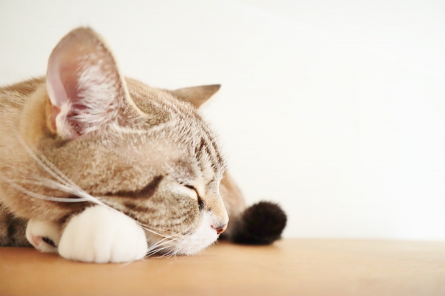 動物病院から帰宅した後の注意点