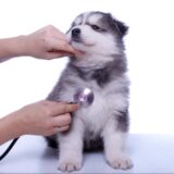 子犬を初めて動物病院に連れて行くときのポイント｜持ち物や診察内容、注意点やマナーも解説