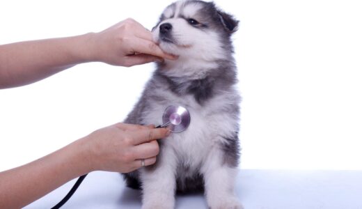 子犬を初めて動物病院に連れて行くときのポイント｜持ち物や診察内容、注意点やマナーも解説