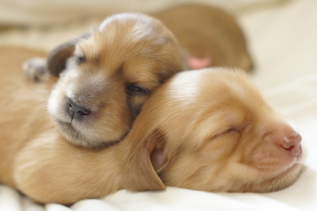 子犬を飼い始めたら動物病院に行くべき理由