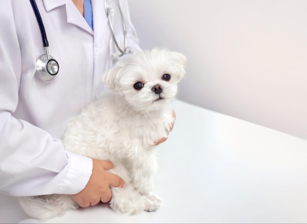 子犬を初めて動物病院に連れて行くタイミング