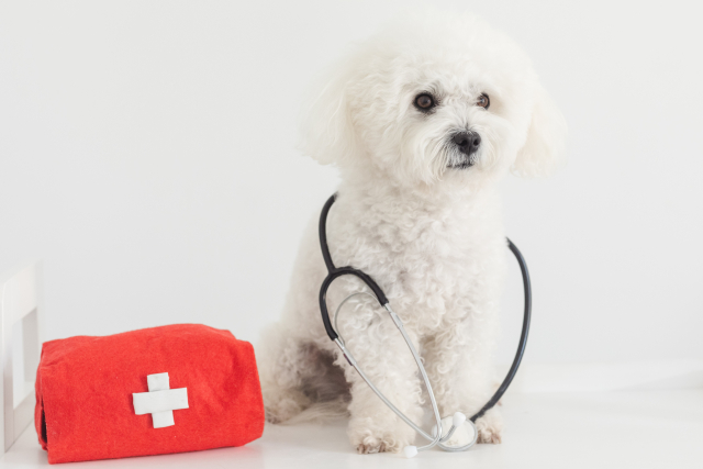 初めての動物病院の選び方