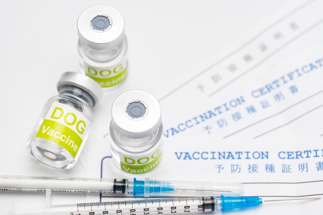 子犬を初めて動物病院に連れて行く際に持っていくもの