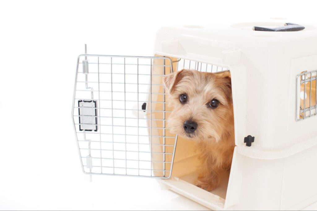 動物病院に移動する際の注意点