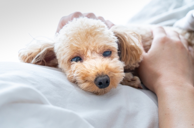 動物病院から帰宅した後の注意点