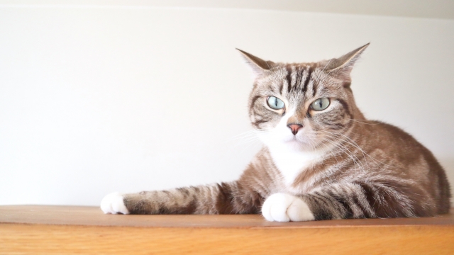 猫に元気がないときに考えられる原因