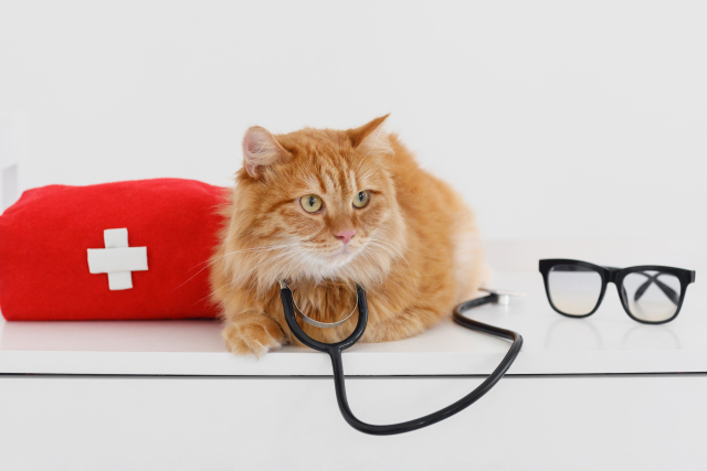 猫をすぐに病院に連れて行った方がよい症状
