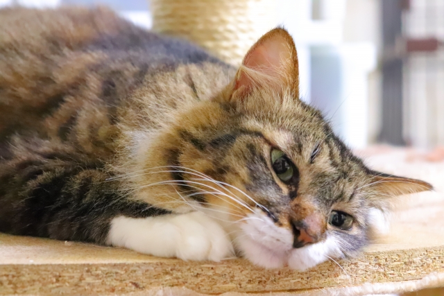 元気がない猫の特徴