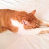 猫の元気がないときはどうする？疑われる病気や動物病院に連れて行くべき症状を解説