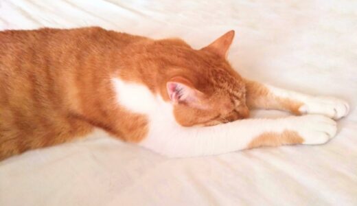 猫の元気がないときはどうする？疑われる病気や動物病院に連れて行くべき症状を解説