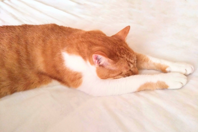 猫の元気がないときはどうする？疑われる病気や動物病院に連れて行くべき症状を解説