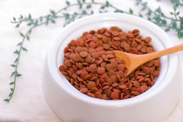 【犬の腎臓病】食事療法と効果