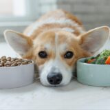 犬の腎臓病の食事療法｜効果やポイント、食べてくれないときの対処法とは