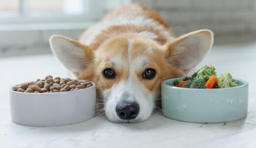 犬の腎臓病の食事療法｜効果やポイント、食べてくれないときの対処法とは